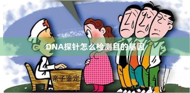 DNA探针怎么检测目的基因