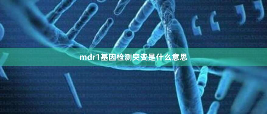 mdr1基因检测突变是什么意思