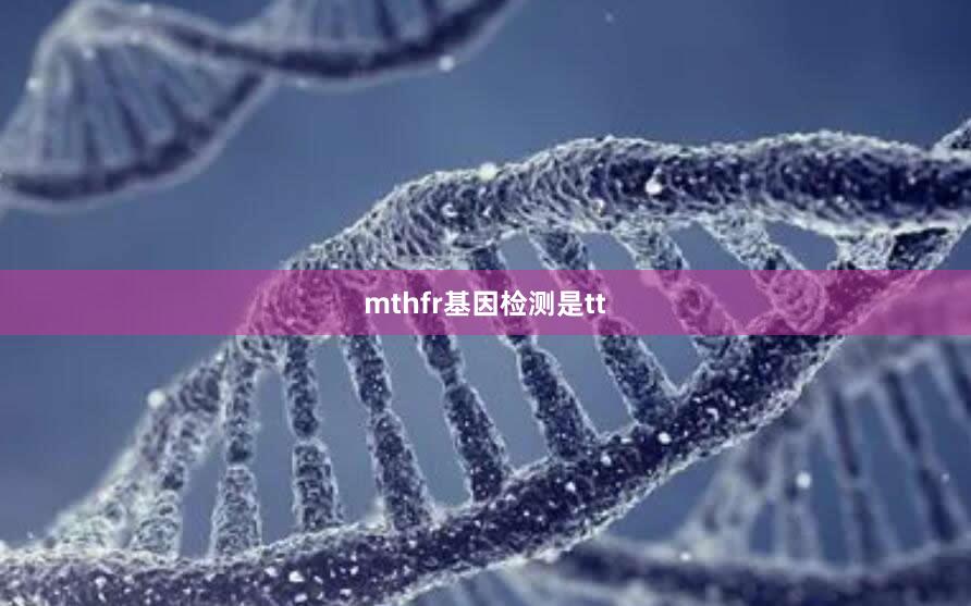 mthfr基因检测是tt