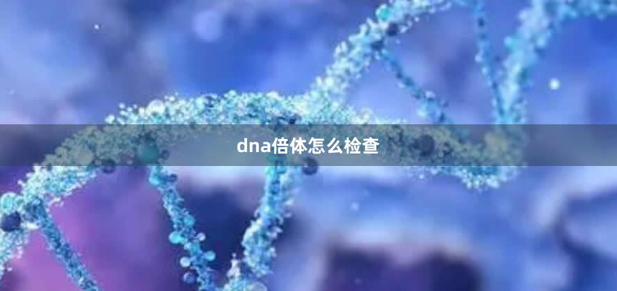 dna倍体怎么检查